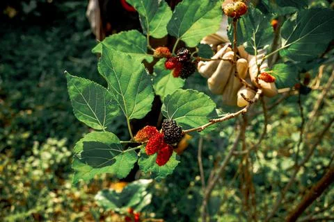 Red Mulberries on tree Stock Photos