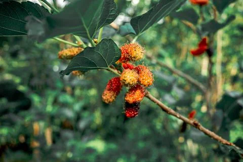 Red Mulberries on tree Stock Photos