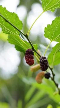 Red mulberries on the tree Stock Photos