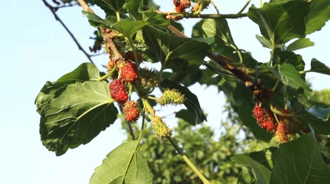 Red mulberry mulberry green Stock Footage 37525341