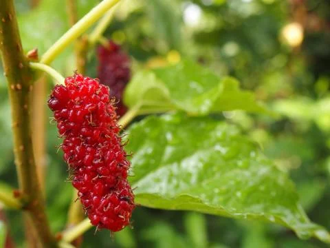 Red mulberry Stockfoto's
