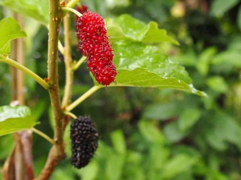 Red mulberry Stockfoto's