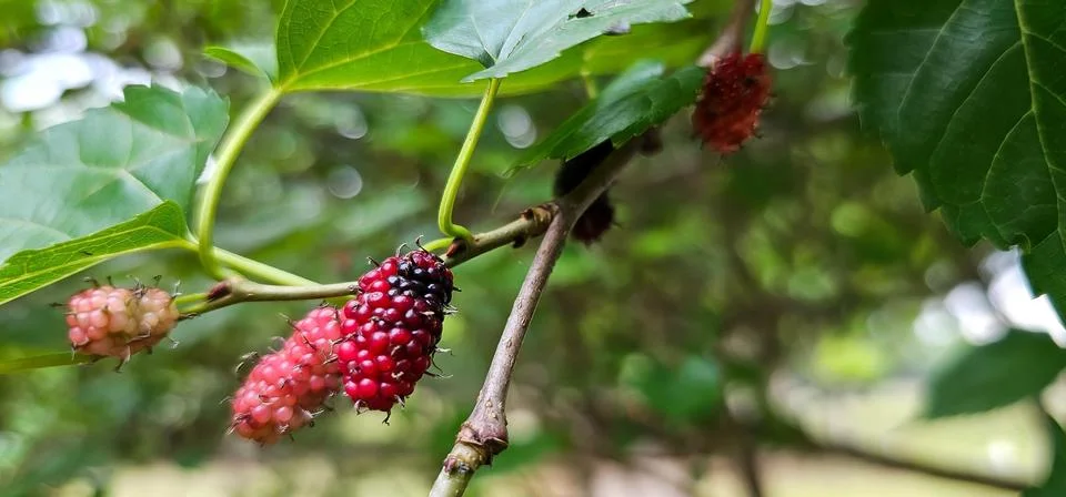 Red mulberry tree laden with fruit Foto stock