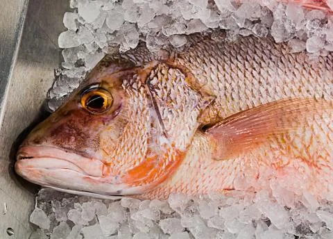 Red mullet fish on a an ice cubes Stock Photos