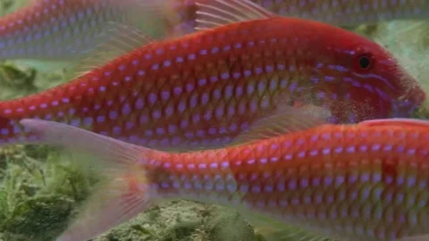 Red Mullet Goatfish Foraging on Sandy Seabed with Distinctive Barbels Stock Footage 311925243