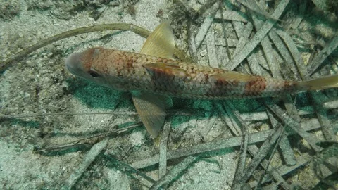 Red mullet (mullus barbatus) over bottom of Mediterranien sea Stock Footage 84076076