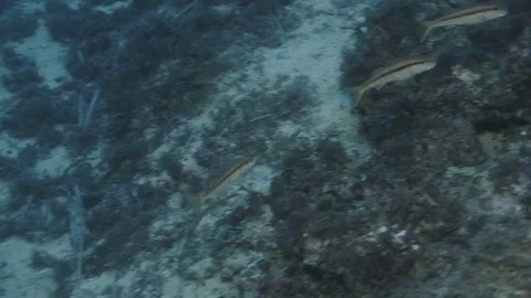Red mullet (mullus barbatus) over bottom of Mediterranien sea Stock Footage 84077448