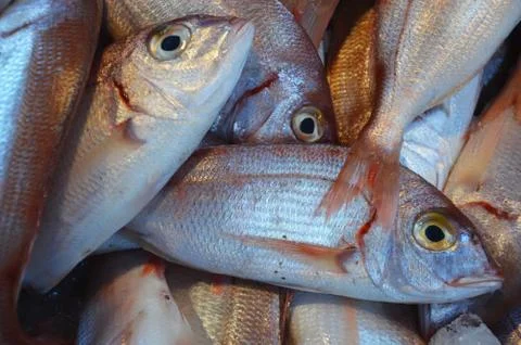 Red mullet Stock Photos