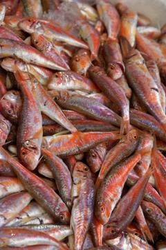 Red mullet Stock-Fotos