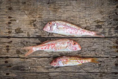 Red mullet raw fish Stock Photos