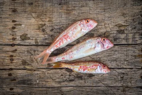 Red mullet raw fish Stock Photos