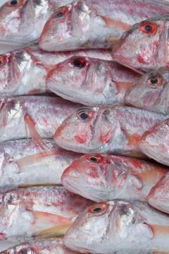 Red mullets.. Stock Photos