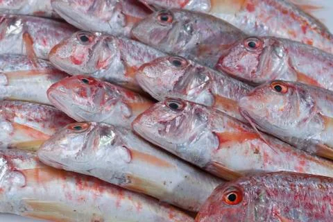 Red mullets.. Stock Photos