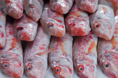 Red mullets.. Stock Photos