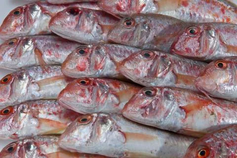 Red mullets.. Stock Photos