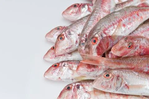 Red mullets.. Stock Photos