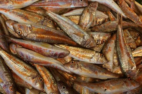 Red mullets Stock Photos