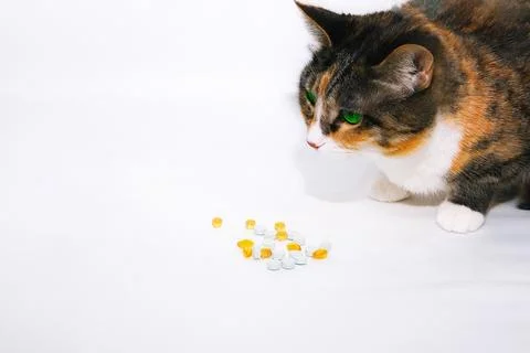 Red multi-colored cat takes vitamins. concept veterinarian care and concern.. Stock Photos