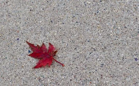 Red multicolored maple leaf on a cement background Stock Photos