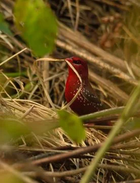 Red munia with nesting straw Foto stock