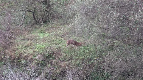 Red Muntjac eating grass and walk in bush in the slope of the Chinese mountai Vidéo 120360053