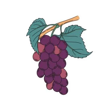 Red muscat grapevine vector illustration Stock Illustration