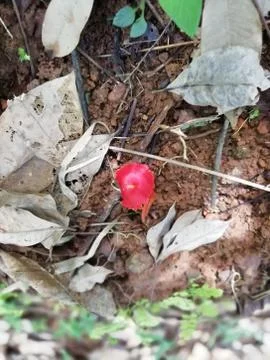 A red mushroom appears on a surface Foto stock