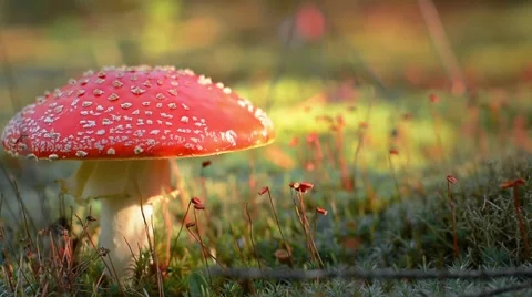Red mushroom in autumn forest. Beautiful autumn background 스톡 동영상 59085281