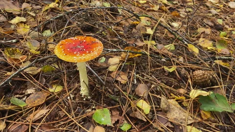 Red mushroom between brown leafs and dead branches at the forest at fall. Stock Footage 212523180
