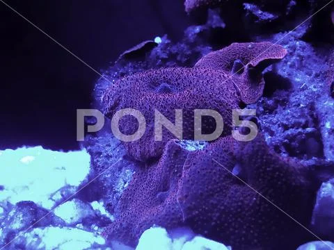 Red Mushroom ,Discosoma sp. Corals, are in saltwater aquarium Stock Photos
