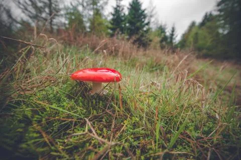 Red mushroom in the fall Stock Photos