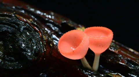 Red Mushroom. Stock Footage 43530787
