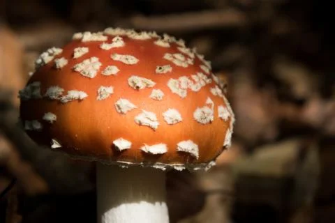 Red Mushroom In Forest. Beautiful Toadstool Mushroom Stock Photos