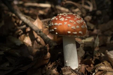 Red Mushroom In Forest. Beautiful Toadstool Mushroom Stock Photos