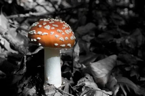 Red Mushroom In Forest. Beautiful Toadstool Mushroom Stock Photos