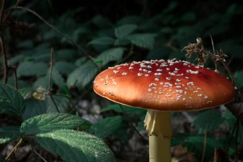 Red Mushroom In Forest. Beautiful Toadstool Mushroom Stock Photos
