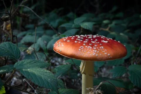 Red Mushroom In Forest. Beautiful Toadstool Mushroom Stock Photos