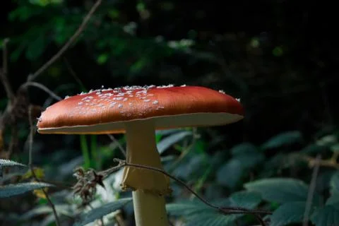 Red Mushroom In Forest. Beautiful Toadstool Mushroom Stock Photos