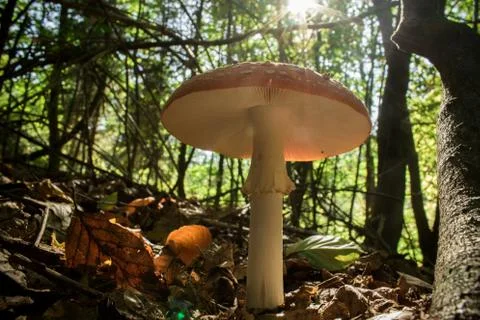 Red Mushroom In Forest. Beautiful Toadstool Mushroom Stock Photos