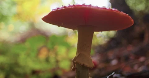 Red mushroom in forest with blurred background. Macro shot with bokeh effect Stock Footage 267067226