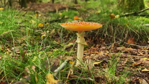 Red mushroom at the forest at fall. Stock Footage 217587781