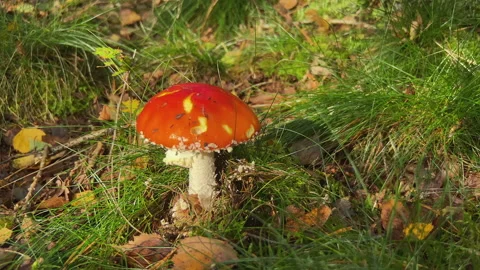 Red mushroom in the forest at fall Stock Footage 217593208