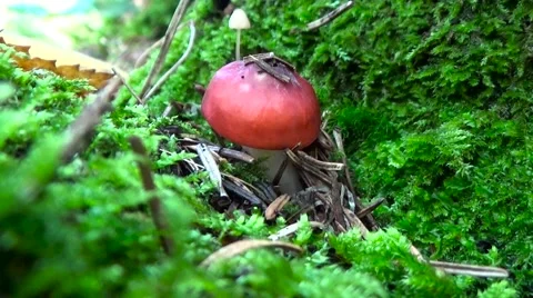 Red mushroom in the grass. Stock Footage 54539330