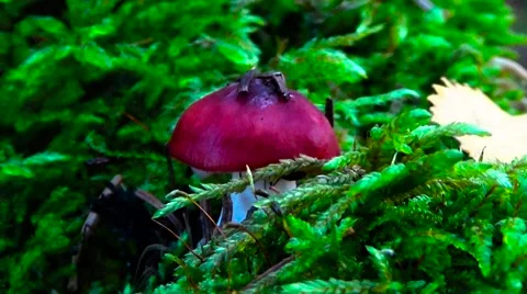 Red mushroom in the grass. Stock Footage 54539343