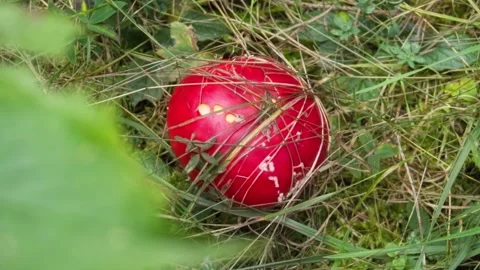 Red mushroom in the grass Stock Footage 302885230