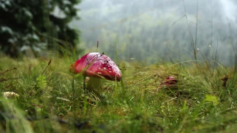 A red mushroom in the grass on a forest clearing Stock Footage 142067704