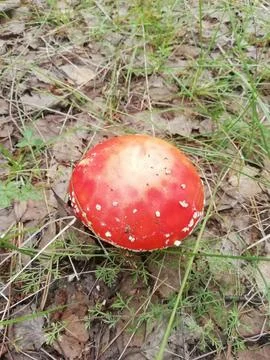 Red mushroom in grass Stock-Fotos