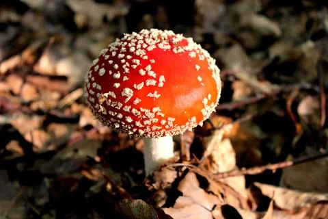 Red mushroom hat, fly agaric toadstool Stock Photos