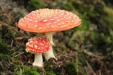 Red mushroom hat, fly agaric toadstool Stock Photos