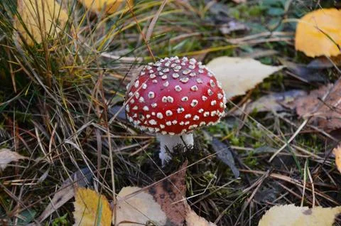 Red mushroom hat, fly agaric toadstool Stock Photos